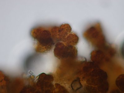 [Placynthiaceae]